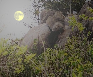 The Moon and The Gorilla in Picnic Bay Magnetic Island Photo: Ture Sjolander 2004